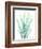 Radiant Banksia-Albert Koetsier-Framed Art Print