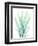 Radiant Banksia-Albert Koetsier-Framed Art Print