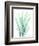 Radiant Banksia-Albert Koetsier-Framed Art Print