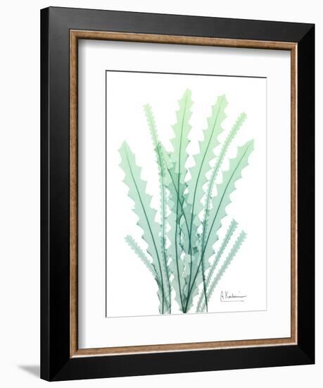 Radiant Banksia-Albert Koetsier-Framed Art Print