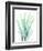 Radiant Banksia-Albert Koetsier-Framed Art Print