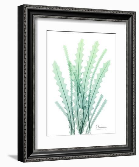 Radiant Banksia-Albert Koetsier-Framed Art Print