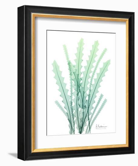 Radiant Banksia-Albert Koetsier-Framed Art Print