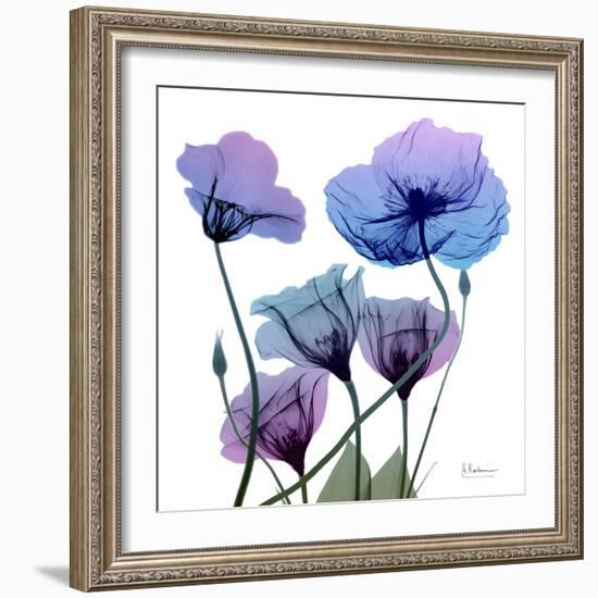 Radiant Bloom 1-Albert Koetsier-Framed Photographic Print