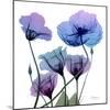 Radiant Bloom 1-Albert Koetsier-Mounted Photographic Print