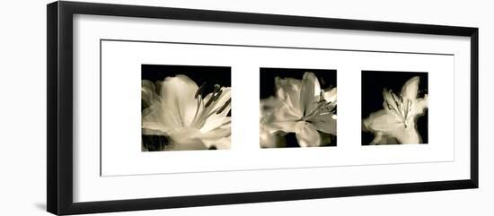 Radiant Lilies-Malcolm Sanders-Framed Giclee Print