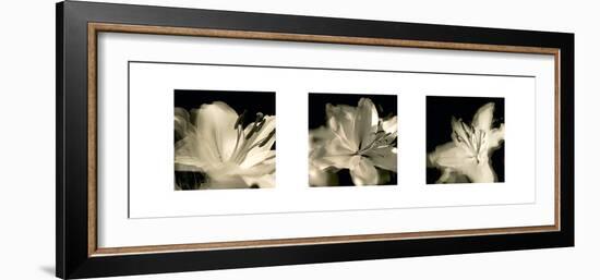 Radiant Lilies-Malcolm Sanders-Framed Giclee Print