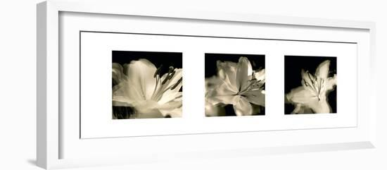 Radiant Lilies-Malcolm Sanders-Framed Giclee Print