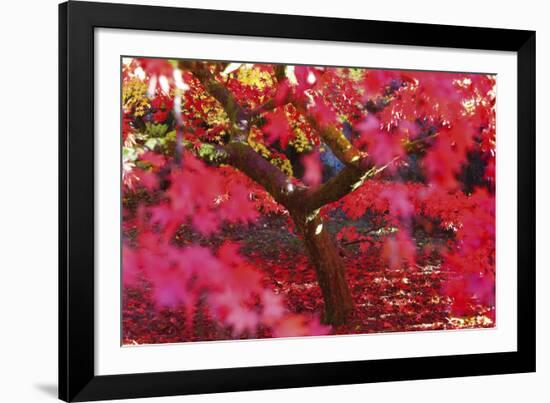 Radiant Maple-Peter Adams-Framed Giclee Print