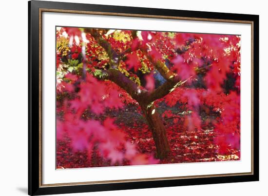 Radiant Maple-Peter Adams-Framed Giclee Print