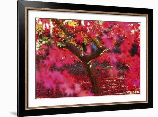 Radiant Maple-Peter Adams-Framed Giclee Print