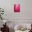 Radiant Pink Tulip II-Ella Lancaster-Giclee Print displayed on a wall