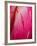 Radiant Pink Tulip II-Ella Lancaster-Framed Giclee Print