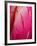 Radiant Pink Tulip II-Ella Lancaster-Framed Giclee Print