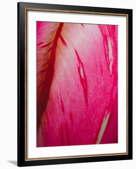 Radiant Pink Tulip II-Ella Lancaster-Framed Giclee Print