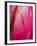 Radiant Pink Tulip II-Ella Lancaster-Framed Giclee Print