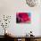 Radiant Poppy I-Ella Lancaster-Giclee Print displayed on a wall