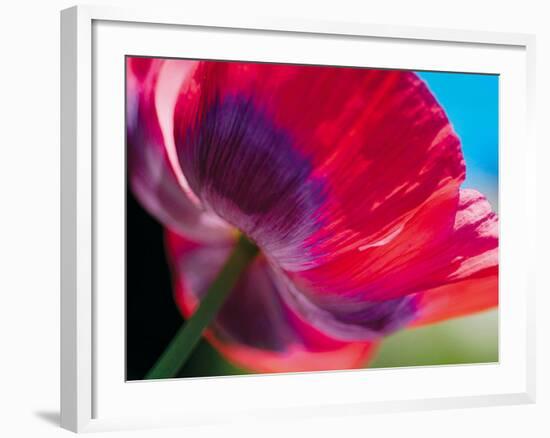 Radiant Poppy I-Ella Lancaster-Framed Giclee Print