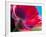 Radiant Poppy I-Ella Lancaster-Framed Giclee Print