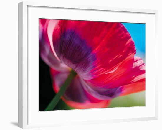 Radiant Poppy I-Ella Lancaster-Framed Giclee Print