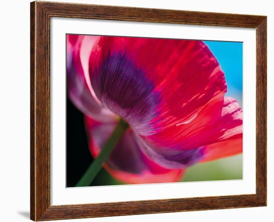 Radiant Poppy I-Ella Lancaster-Framed Giclee Print