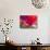 Radiant Poppy II-Ella Lancaster-Giclee Print displayed on a wall