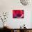 Radiant Poppy III-Ella Lancaster-Giclee Print displayed on a wall