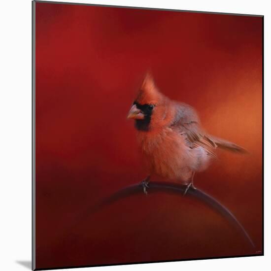 Radiant Redbird-Jai Johnson-Mounted Giclee Print