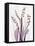 Radiant Snowdrops 4-Albert Koetsier-Framed Premier Image Canvas