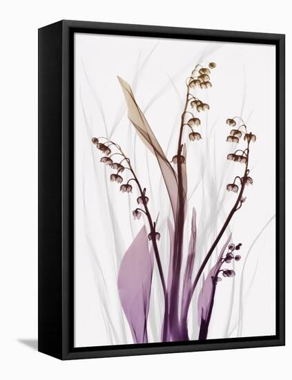 Radiant Snowdrops 4-Albert Koetsier-Framed Premier Image Canvas