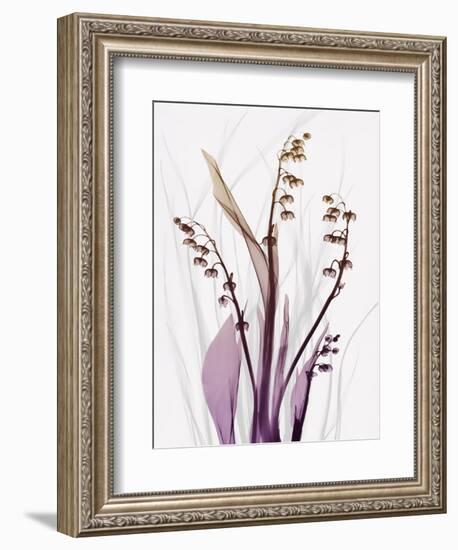 Radiant Snowdrops 4-Albert Koetsier-Framed Premium Photographic Print