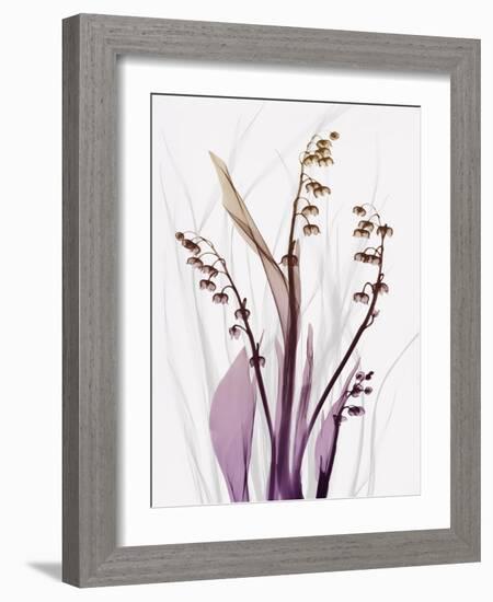 Radiant Snowdrops 4-Albert Koetsier-Framed Photographic Print