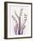 Radiant Snowdrops 4-Albert Koetsier-Framed Photographic Print