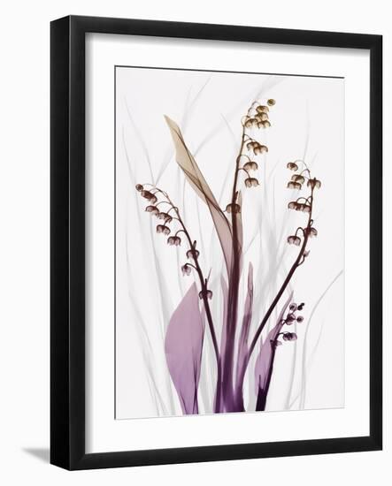 Radiant Snowdrops 4-Albert Koetsier-Framed Photographic Print