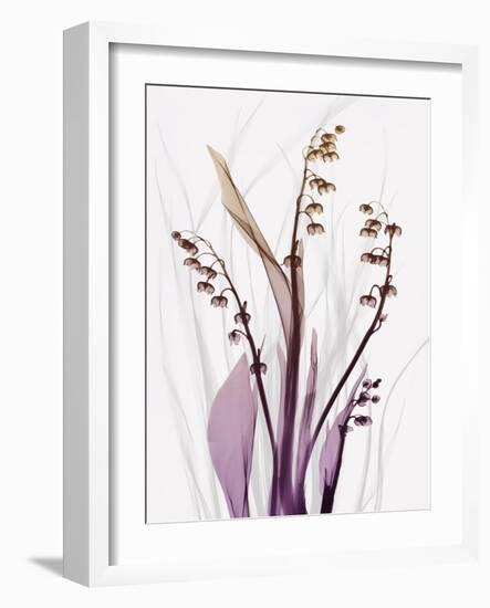 Radiant Snowdrops 4-Albert Koetsier-Framed Photographic Print