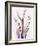 Radiant Snowdrops 4-Albert Koetsier-Framed Photographic Print