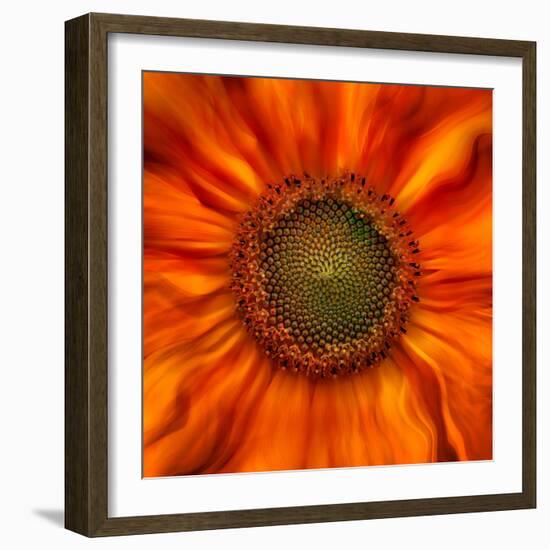 Radiant Warmth-Ursula Abresch-Framed Photographic Print