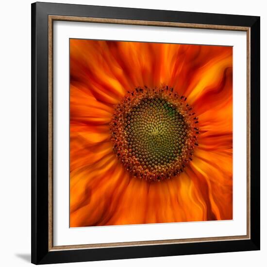 Radiant Warmth-Ursula Abresch-Framed Photographic Print