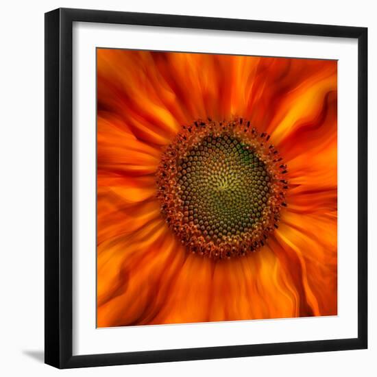 Radiant Warmth-Ursula Abresch-Framed Photographic Print