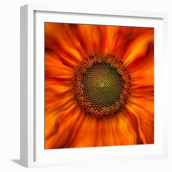 Radiant Warmth-Ursula Abresch-Framed Photographic Print