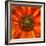 Radiant Warmth-Ursula Abresch-Framed Photographic Print