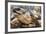 Radiated Tortoise (Astrochelys Radiata), Madagascar Central Highlands, Madagascar, Africa-Matthew Williams-Ellis-Framed Photographic Print