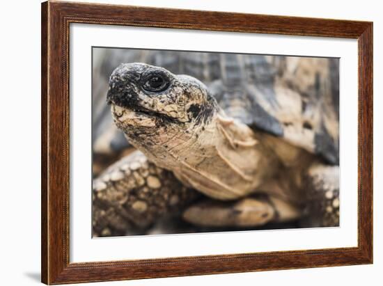 Radiated Tortoise (Astrochelys Radiata), Madagascar Central Highlands, Madagascar, Africa-Matthew Williams-Ellis-Framed Photographic Print