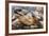 Radiated Tortoise (Astrochelys Radiata), Madagascar Central Highlands, Madagascar, Africa-Matthew Williams-Ellis-Framed Photographic Print