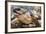 Radiated Tortoise (Astrochelys Radiata), Madagascar Central Highlands, Madagascar, Africa-Matthew Williams-Ellis-Framed Photographic Print