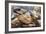 Radiated Tortoise (Astrochelys Radiata), Madagascar Central Highlands, Madagascar, Africa-Matthew Williams-Ellis-Framed Photographic Print