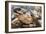 Radiated Tortoise (Astrochelys Radiata), Madagascar Central Highlands, Madagascar, Africa-Matthew Williams-Ellis-Framed Photographic Print