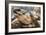 Radiated Tortoise (Astrochelys Radiata), Madagascar Central Highlands, Madagascar, Africa-Matthew Williams-Ellis-Framed Photographic Print