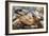 Radiated Tortoise (Astrochelys Radiata), Madagascar Central Highlands, Madagascar, Africa-Matthew Williams-Ellis-Framed Photographic Print