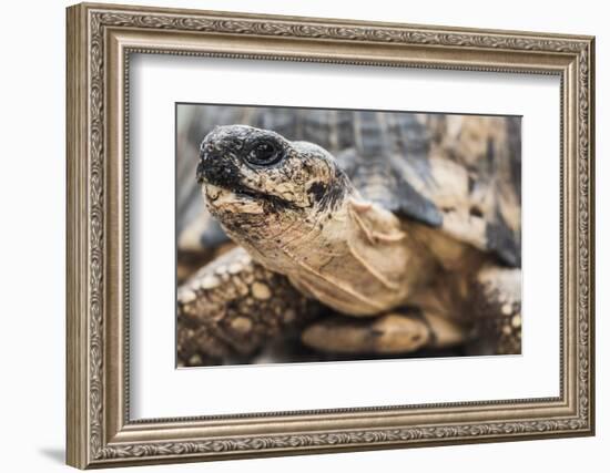 Radiated Tortoise (Astrochelys Radiata), Madagascar Central Highlands, Madagascar, Africa-Matthew Williams-Ellis-Framed Photographic Print